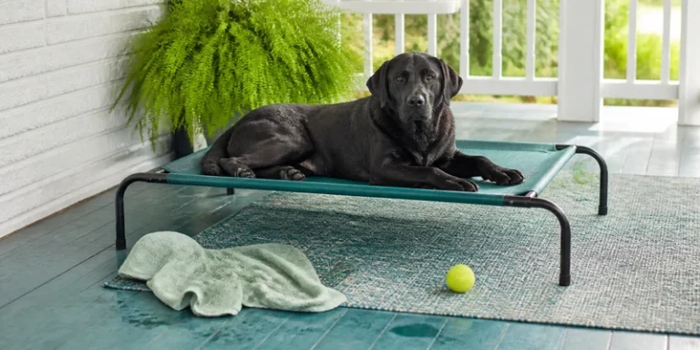 Best Elevated Dog Beds