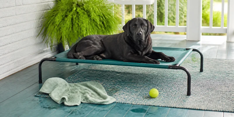 Best Elevated Dog Beds