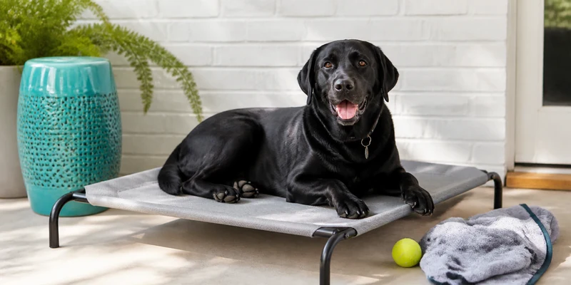 Coolaroo Dog Bed Review